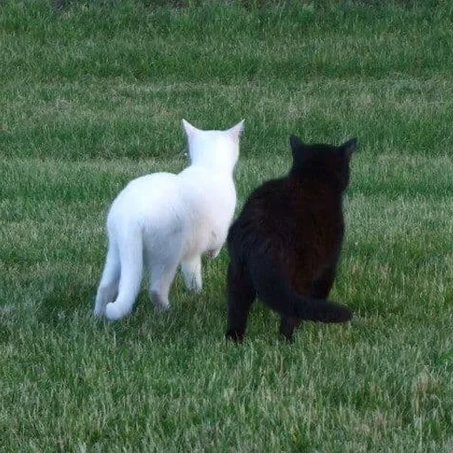 chats, chat, chats animaux, chat blanc noir, chaton blanc noir