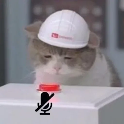 gato, cashet cat, casket de kitty, o gato é um capacete branco, o caixão cat pressiona um botão