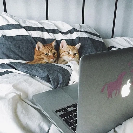 кот, кошки, котик кровати, breaking news котики, очаровательные котята