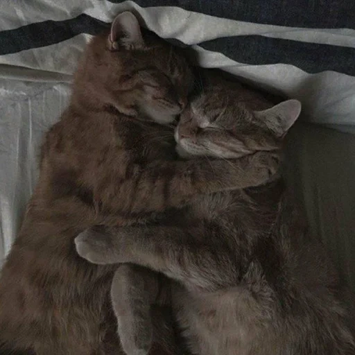 cats abrazos, gatito abrazo, abrazos de kitti, gatos abrazando, gatos abrazando