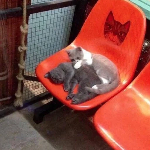 chat, chats, un chat dans une chaise, chats drôles, blagues de chats