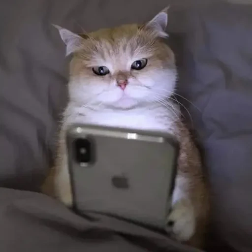 gato, meme de kitty, o gato está com sono, o gato é um telefone, um telefone de gato