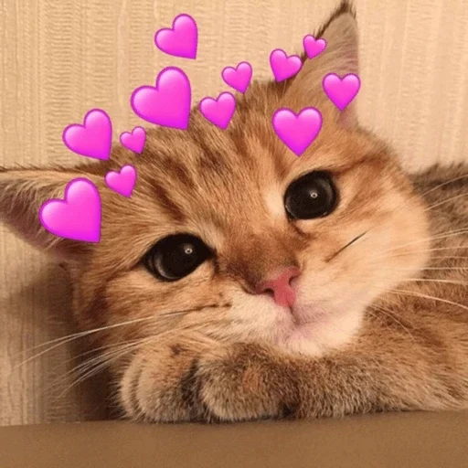 cute kittens, cute cats, mimimish cat, cute cats with hearts, cute cats with cute words