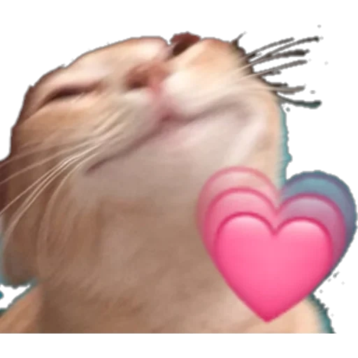 gato, gatos lindos, lindos memes de gatos