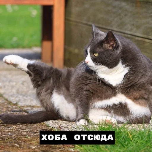 cat, кот, хоба кот, толстый кот, животные домашние