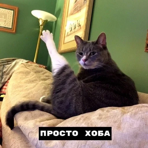 hoba, gato hoba, el meme es una placa de gato, dabble hoba cat, hoba dabble hoba