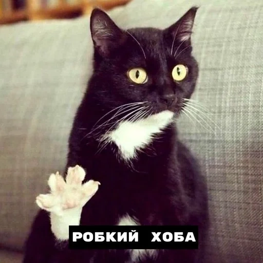 cat, cat hoba, cat dusya, zdarov's cat, the cat greets