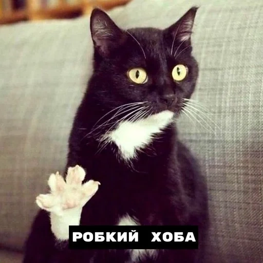 кот, кот хоба, кошка дуся, кот здарова, кот здоровается