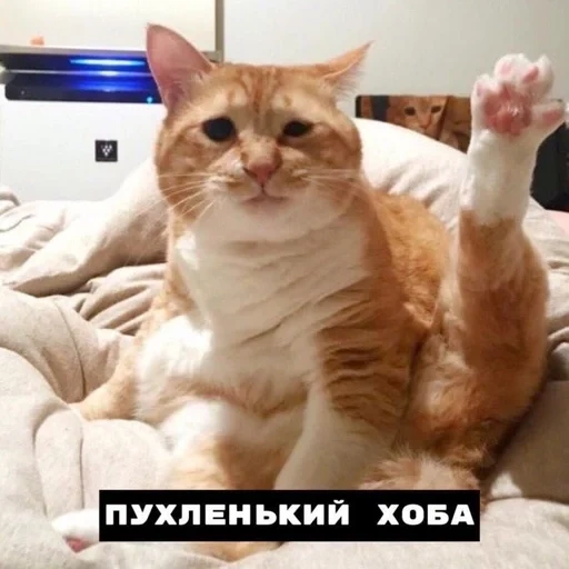 кот, мем кошка, кот быкует, хоба дабл хоба, котики смешные