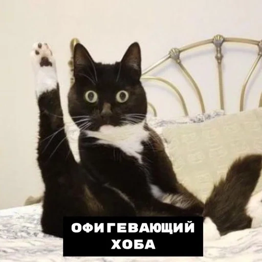 кот, кошка, кот хоба, котик хоба, кошка хоба