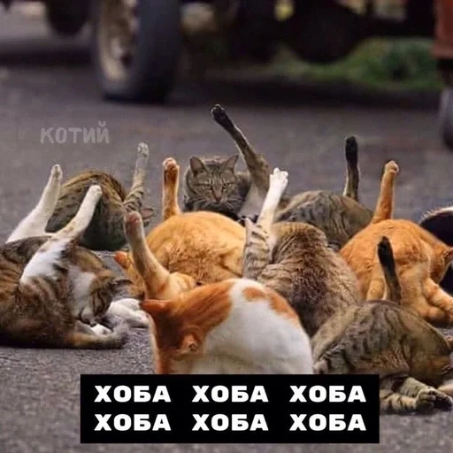 chat, chat, hoba dabble hoba, les animaux sont drôles, île du japon des chats