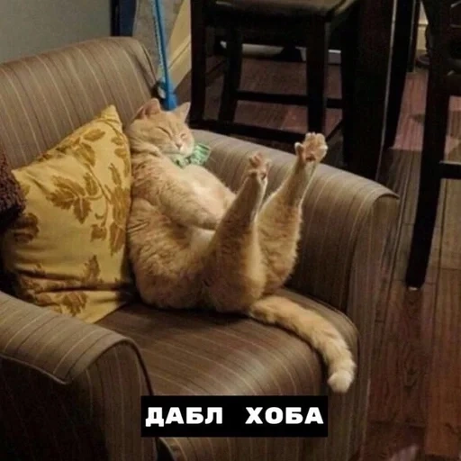 кот, котик, кошка, хоба кот, хоба дабл хоба