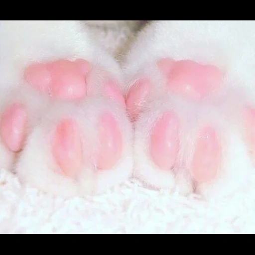 foot, cat's paw, cat's paw, cat's paw, cute cat's paw