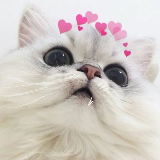 gatos lindos, querido gato con corazones, lindos gatos con corazones, animales lindos con corazones, gato blanco con corazones por encima
