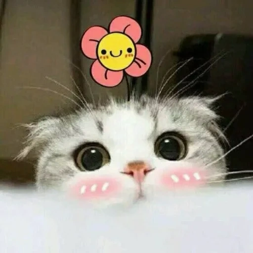 un bel sigillo, meme gatto carino, gatto carino è divertente, gattini affascinanti, foto di sigillo carino
