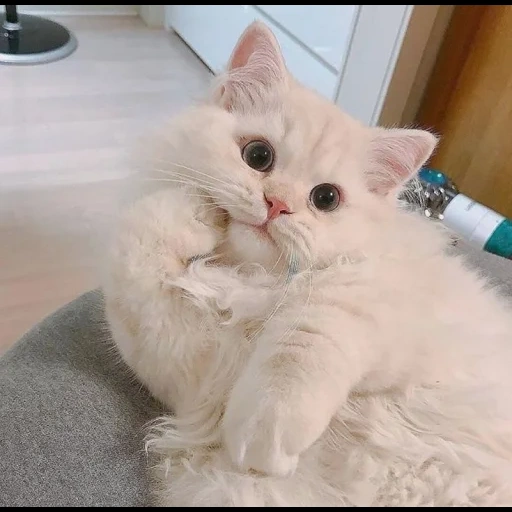 el cadáver es un gato, gatos lindos, gatitos esponjosos, el gato blanco es esponjoso, fotos de lindos gatos