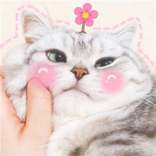 кот деффка, кошки милые, милые котики, милые кошечки, кот розовыми щеками