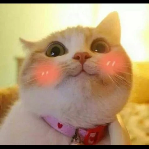 o gato é engraçado, gatos, os gatos são engraçados, gatos fofos são engraçados, gatos fofos com bochechas rosa