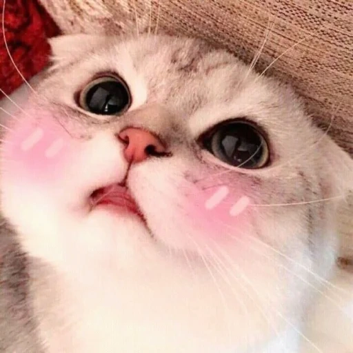 cat, lovely seal, baby seal, cute cat meme, lovely heart cat