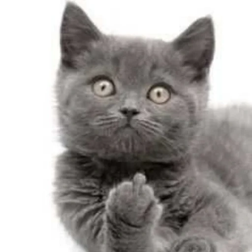 chat gris, cat grey, chaton gris, félins britanniques, chat britannique à poil court