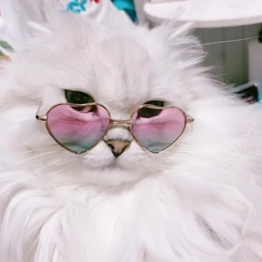 gafas rosa, un gato de gafas rosas