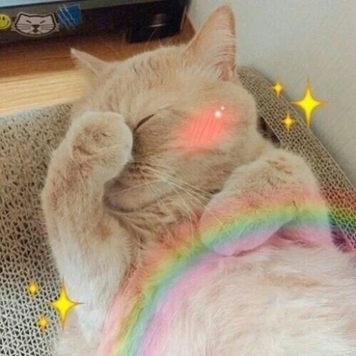 gato, gatos, gatos lindos, gatos de sokra, encantadores gatos con un arco iris