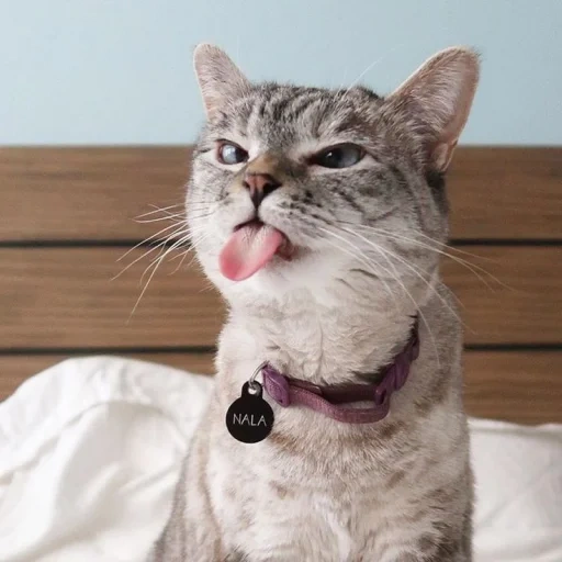 кот, удивленный кот, сумасшедшая кошка, кошка высунула язык, кот высунутым языком