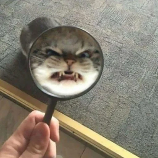 magnifying glass cat, mala cat, cats are funny, funny cat, cute cats are funny