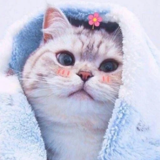 cat, lovely seal, cute cat effect, cute cat pink cheeks, cute kitten with pink cheeks