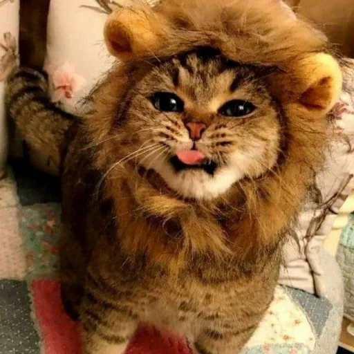 der kater, katze, kitty leo, die katze ist flauschig, kitty kostüm lion