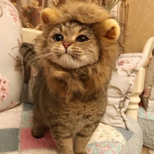 katze, katze leo, kitty leo, die katze ist flauschig, kitty kostüm lion