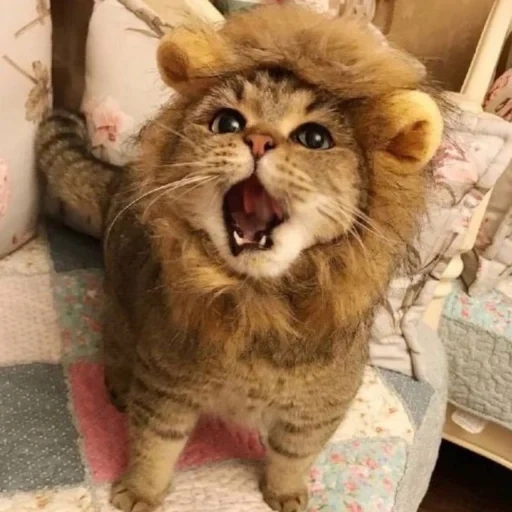 cat, cat and lion, cat and lion, cats are funny, indoor lion