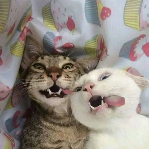 gatos graciosos, los gatos son divertidos, dos gatos divertidos, los lindos gatos son divertidos, caras de animales divertidas