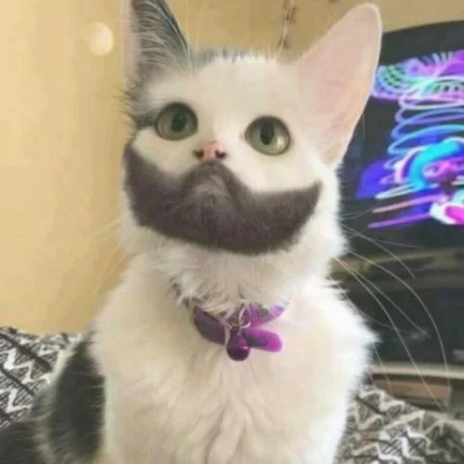 gato, gato, gatos substanciais, um gato com barba, gato por bucks