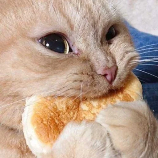 gatto, cane di mare, gatto affamato, animale allegro, un gatto che fa i denti con il pane