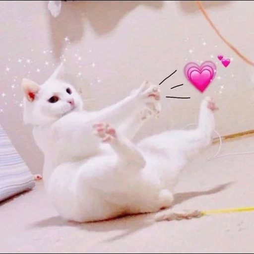 cats, chat blanc, charmant phoque, chaton blanc, esthétique du cœur de chaton