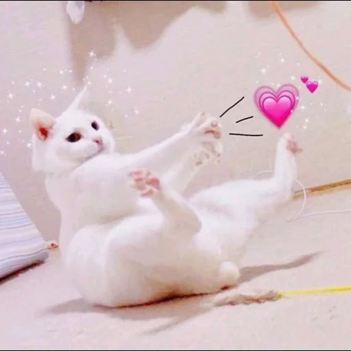 gato, el gato es blanco, gatos lindos, gatito blanco, estética del corazón del gatito