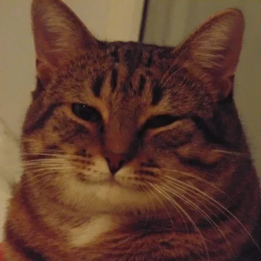 cat meme, meme cat, meme cat, good cat meme, smiling cat meme