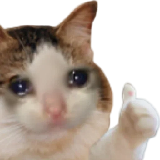 meme cat, meme de kitty, gato chorando, gatos chorando, caro cat meme