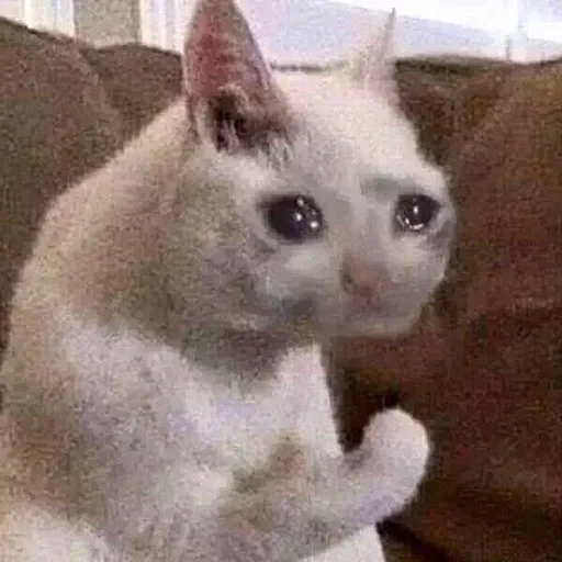 meme de gato, gatos lloradores, gato llorando, memes de gatos llorando, llorando gato meme original