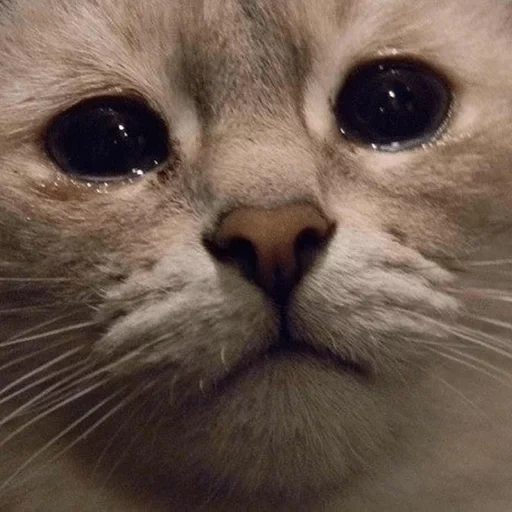 gatos lloradores, el gato llora con un meme, gato triste, mete de gato triste, sad cat cries memem