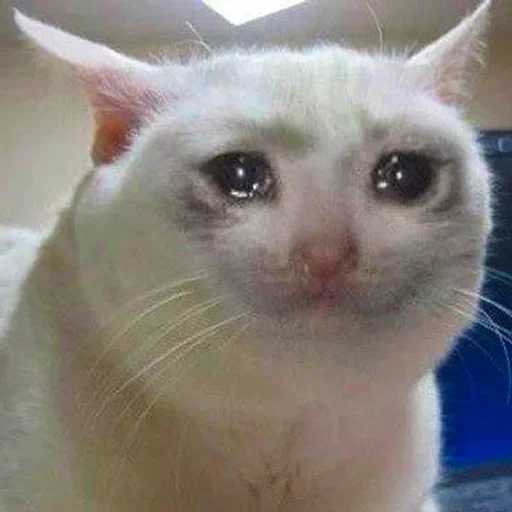 gatos chorando, mem crying cat, meme de gato chorando, memes de gatos chorando, sua boca calou a boca um gato de meme