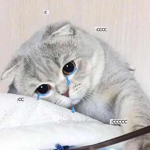 seal, lovely seal, sad cat, scottish fold cat, the cute cat is crying