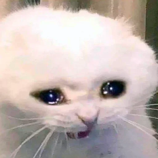 crying cat, crying cat, sad cat, sad cat meme, sad crying cat