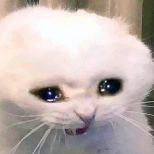 gatos lloradores, gato llorando, gato triste, mete de gato triste, un gato triste que llora