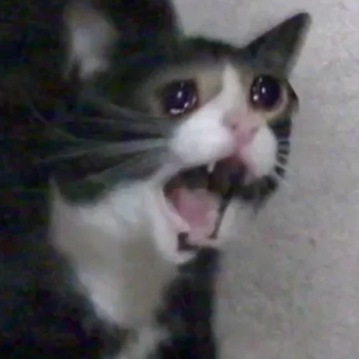 meme cat, a screaming cat, crying cat meme, cat crying meme, crying cat meme