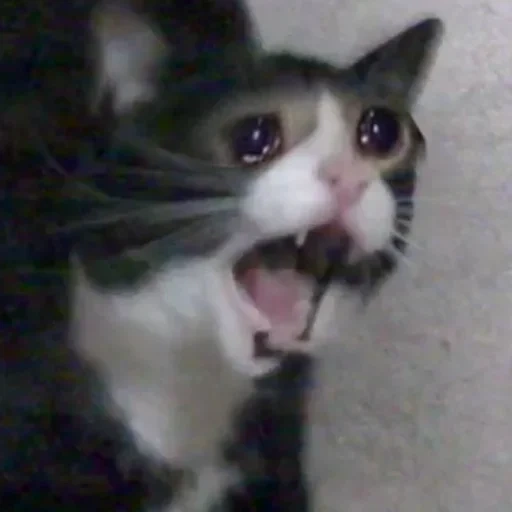 meme cat, gato gritando, meme de gato chorando, o gato chora o meme, memes de gatos chorando