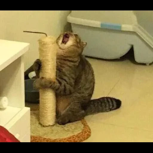 gato, un gato gritando, meme gritando gato, gato con un meme de garra, un gato gritando con una garra