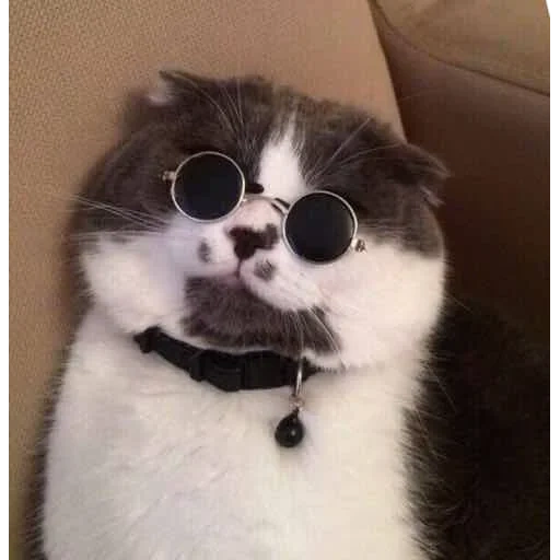 gato, gato de gafas negras, gato de gafas redondas, gato de gafas negras