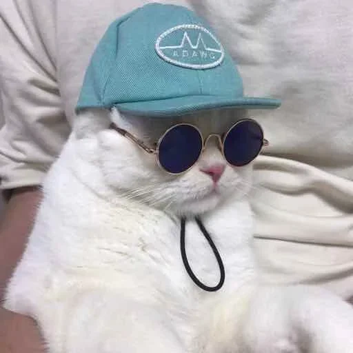 gafas de gato panamomka, gato para gafas de basebolka